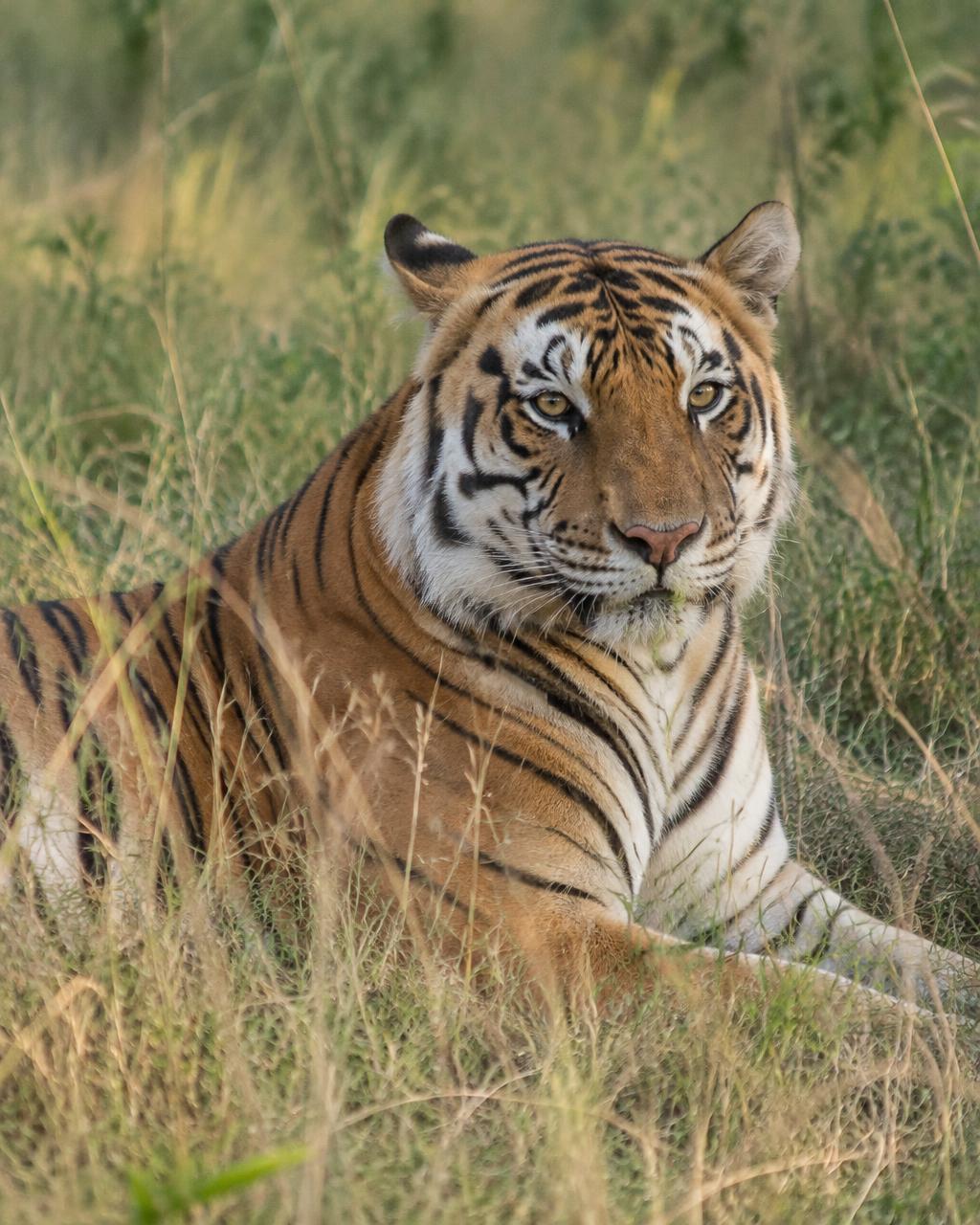 Animals in Entertainment